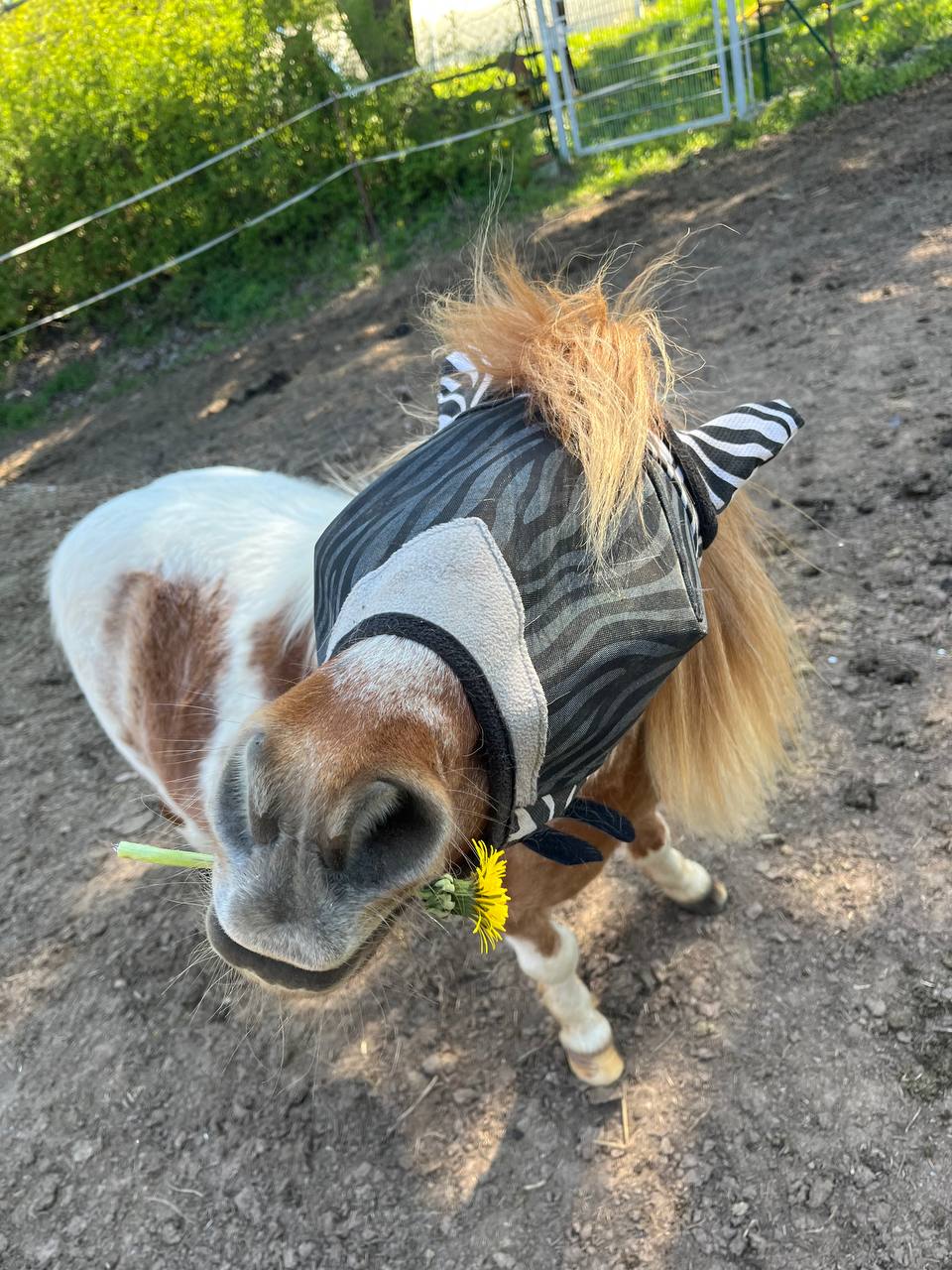Kind steht auf Pony, Trainerin sichert